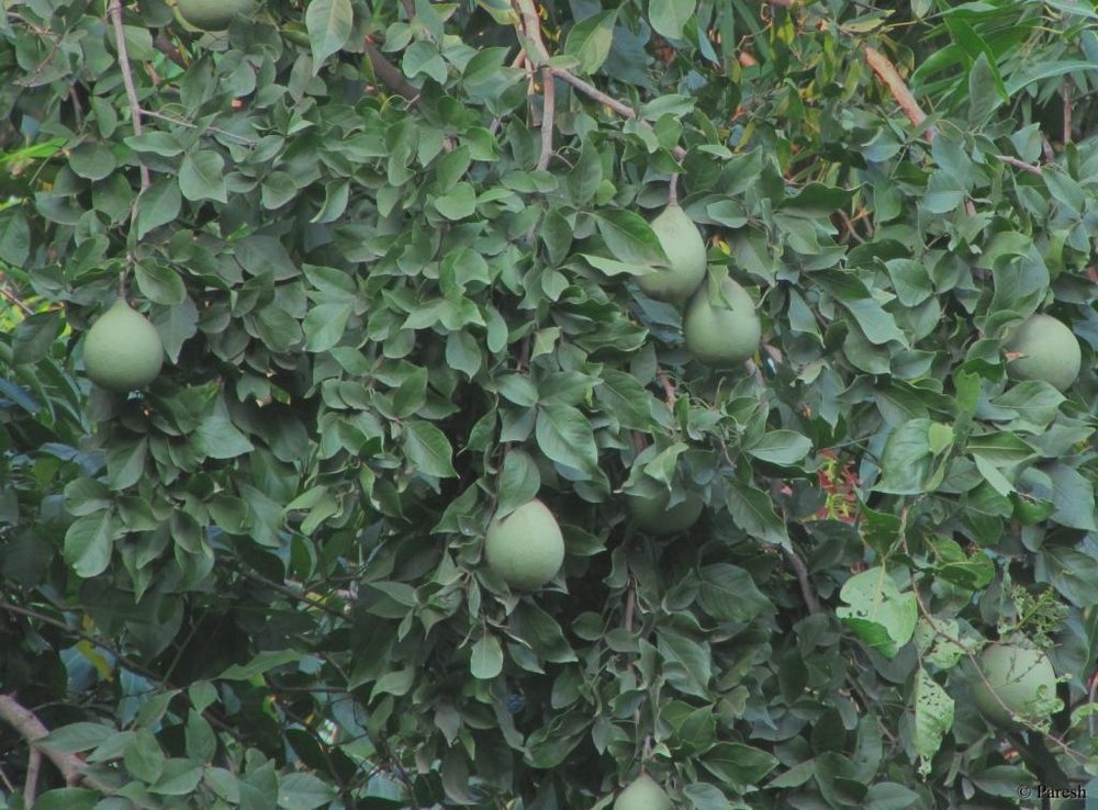 Bael Tree Leaves