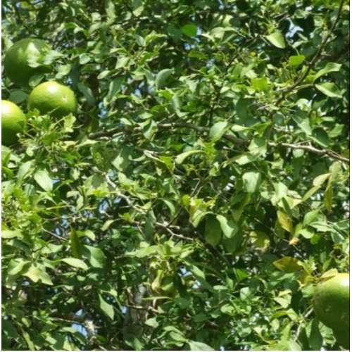 Beatific Bael Leaves, Packaging Size: 40 G, Packaging Type: Packet