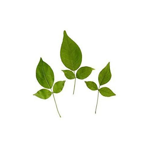 Aegle Marmelos Leaves, Packaging Type: Bag