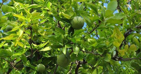 A Grade Green Fresh Or Dried Belpatra, Gunny Bag, 5 Kg