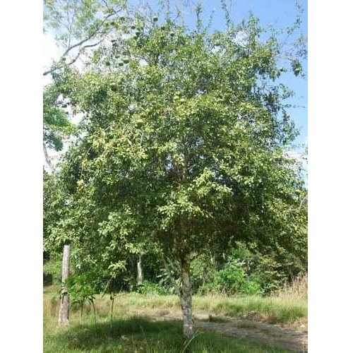 Bael Tree
