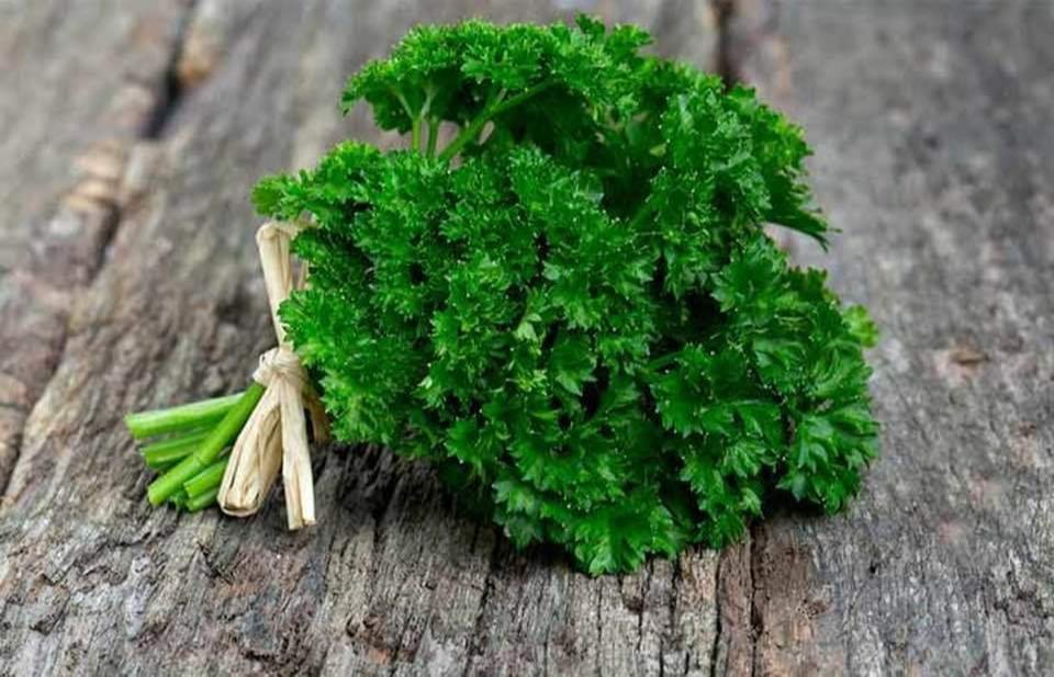 Petroselinum Crispum A Grade Fresh Parsley Leaves, Loose
