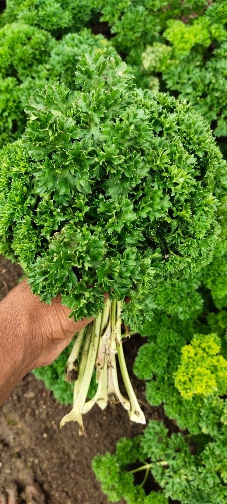Green A Grade Parsley Leaves, Packaging Type: Bag, Packaging Size: 24 Kg