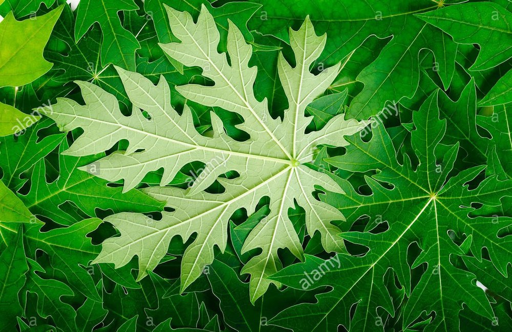 Natural Papaya Leaf, Packaging Size: 50 Kg