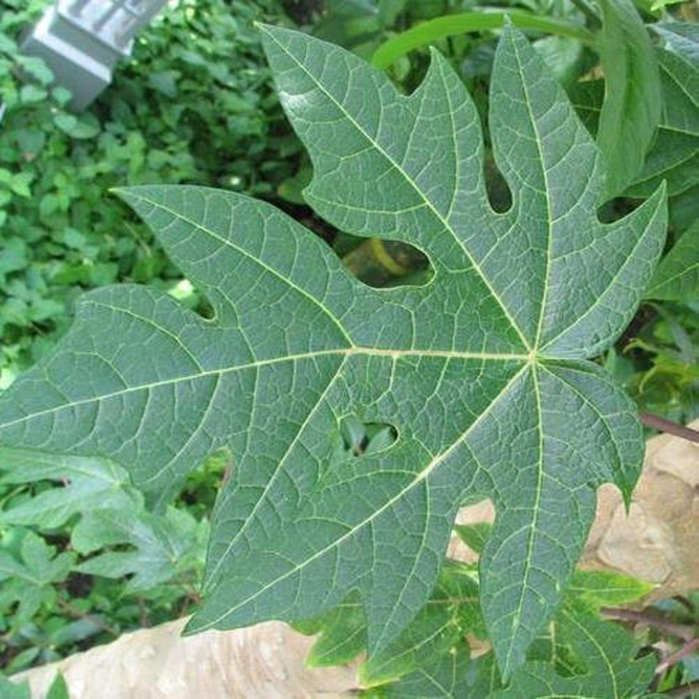 Green Papaya Leaves, Grade: Medicine Grade, Packaging Size: 1 Kilogram
