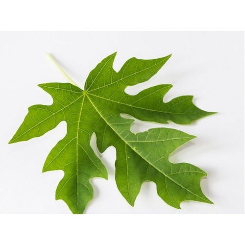 Green Papaya Dry Leaf, Grade: Medicine Grade, Packaging Size: 10 kg