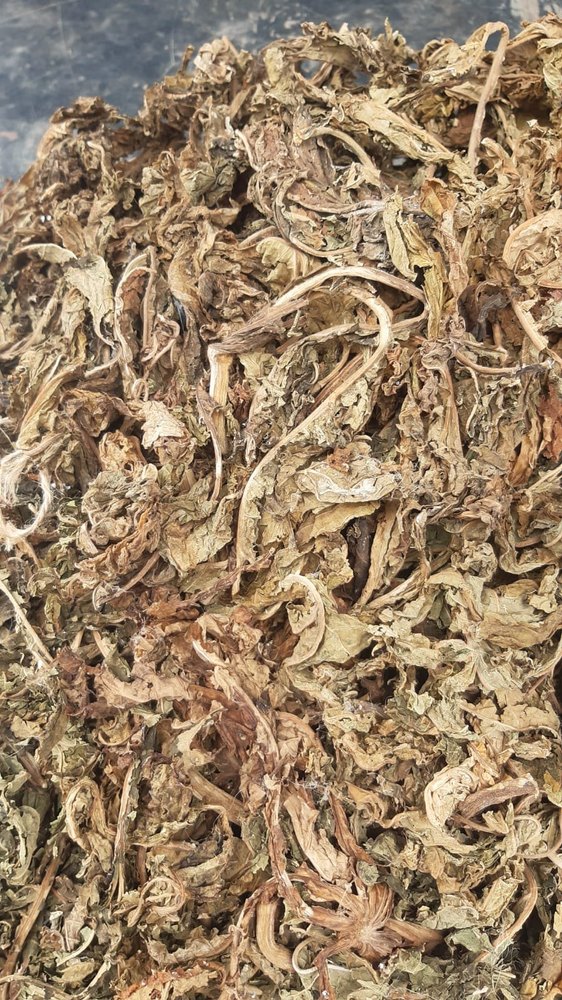 Brown Dried Papaya Leaves