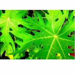Papaya Leaves Carica Papaya, Packaging Type: Packet, Grade: Medicine Grade