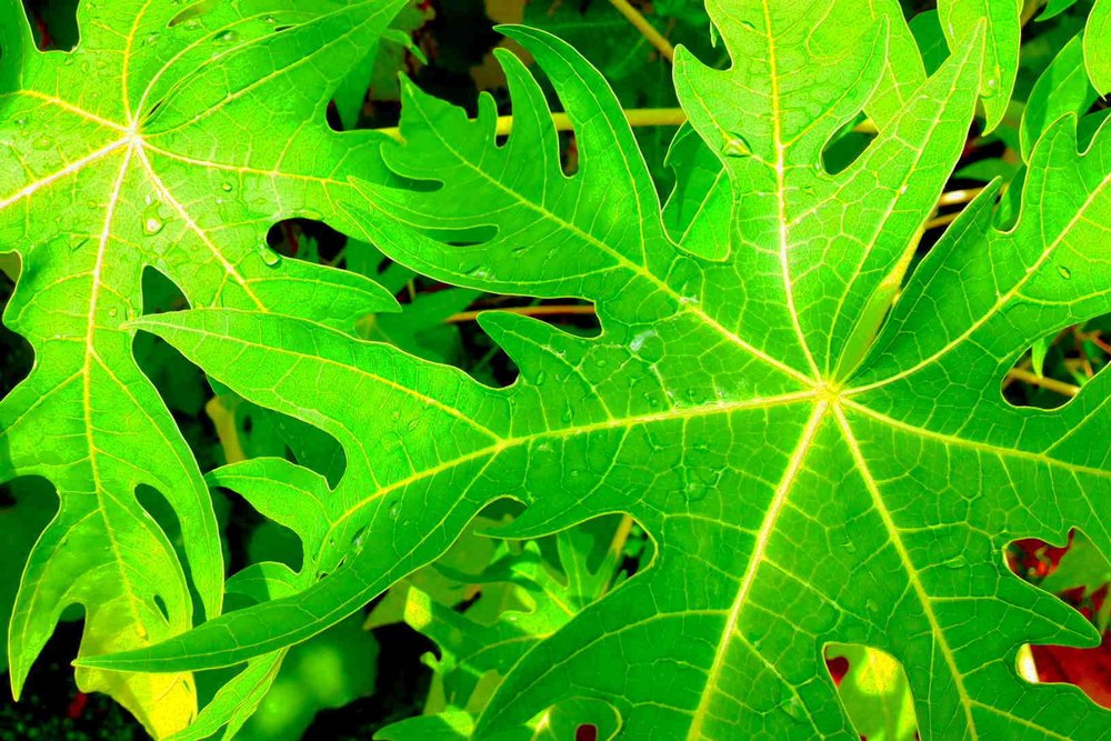 Papaya Dried Green Leaves (Pack of 5)