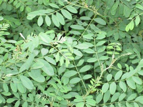 Indigo Leaves Indigofera Tinctoria, Packaging Type: Pp Bags