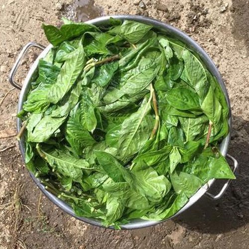 Dry Indigo Leaves, Packaging Size: 1 Kilogram, Packaging Type: Packet