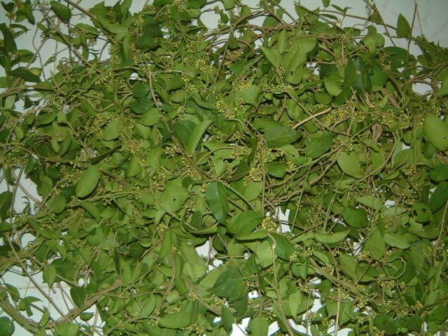 Gymnema Leave