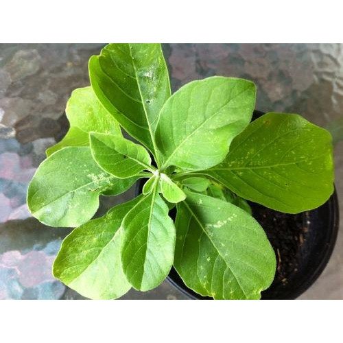 Ashwagandha Leaves, Packaging Type: Bag