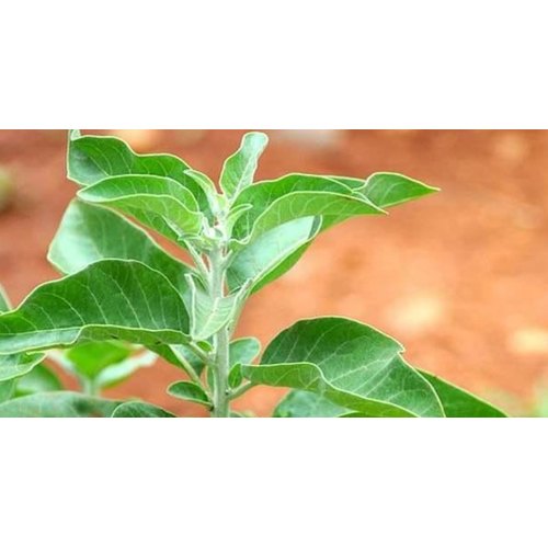 Ashwagandha Leaves, Packaging Type: PP Bag, Packaging Size: 20-25 Kg