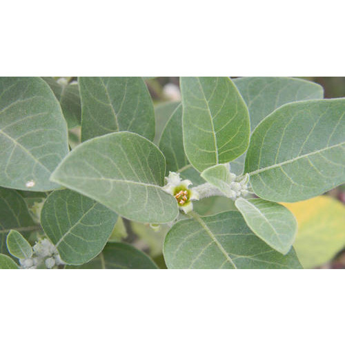 Organic Ashwagandha Leaves