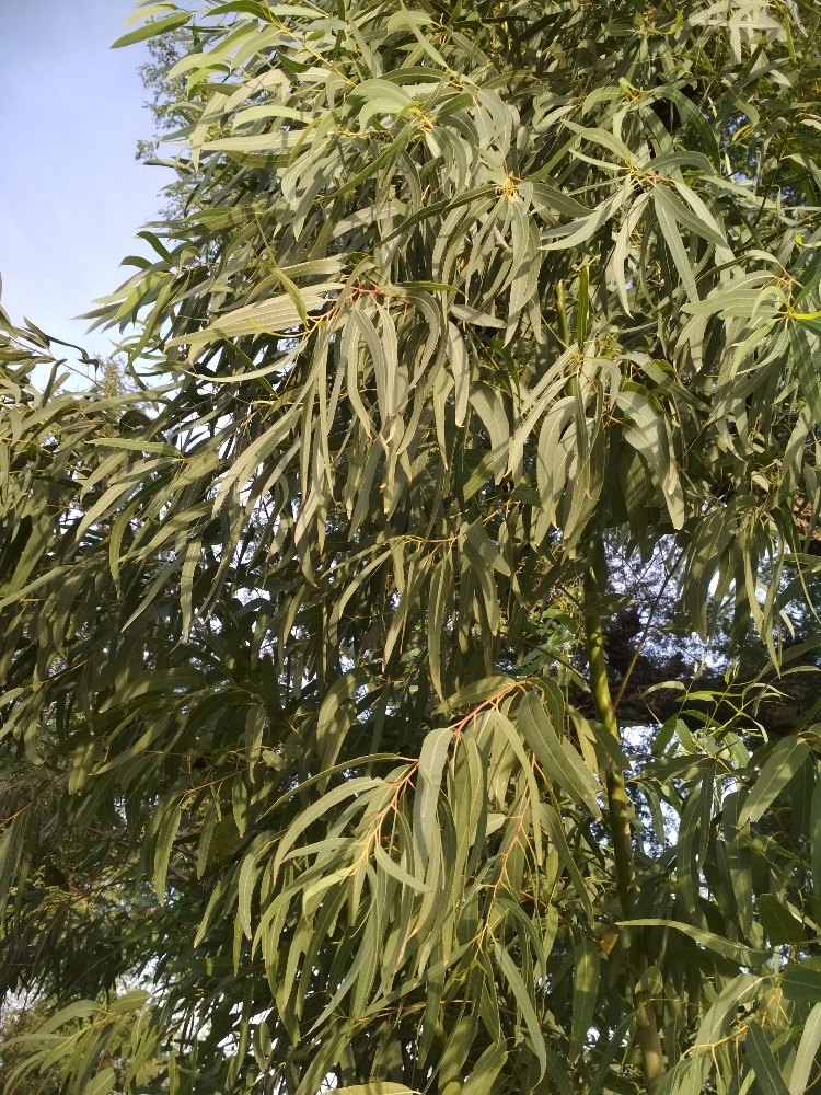 Green Eucalyptus Leaves, Nilgiri leaves