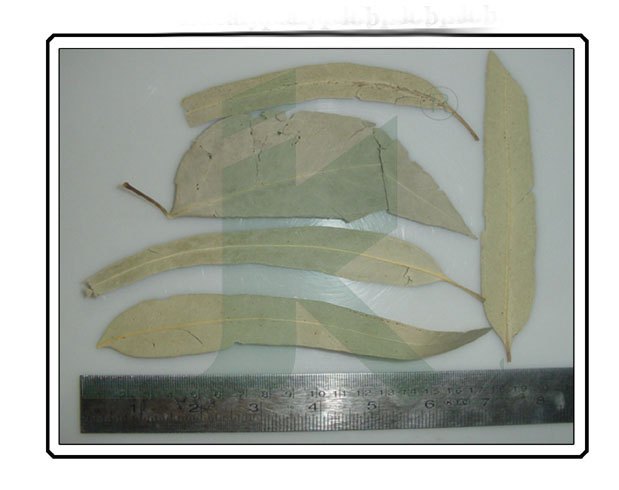 Organic EUCALYPTUS GLOBULUS Eucalyptus Leaves