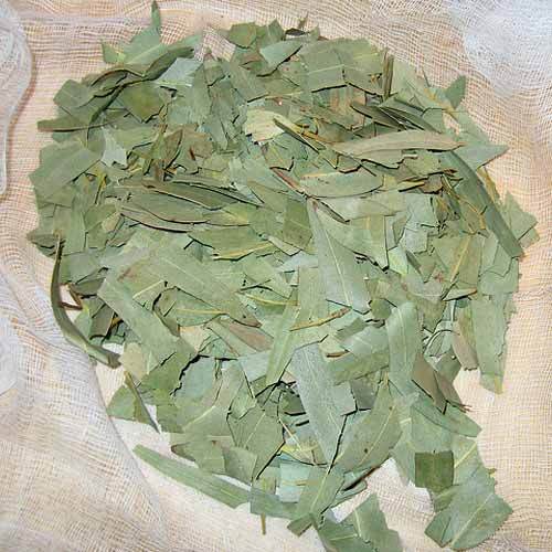 Eucalyptus Leaves