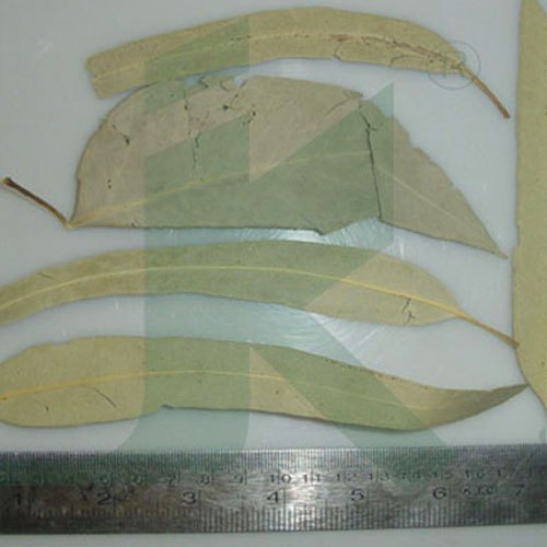 Eucalyptus Globulus / Eucalyptus Leaves / Nilgiri Patta, Packaging Type: Bag, Packaging Size: 50 kg