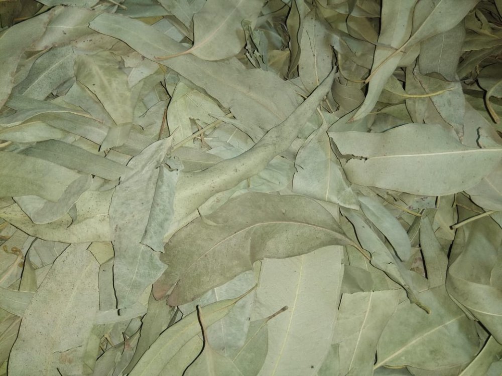 PASS AGRO Eucalyptus Leaves (Nilgiri Leaf), Packaging Size: 25kg