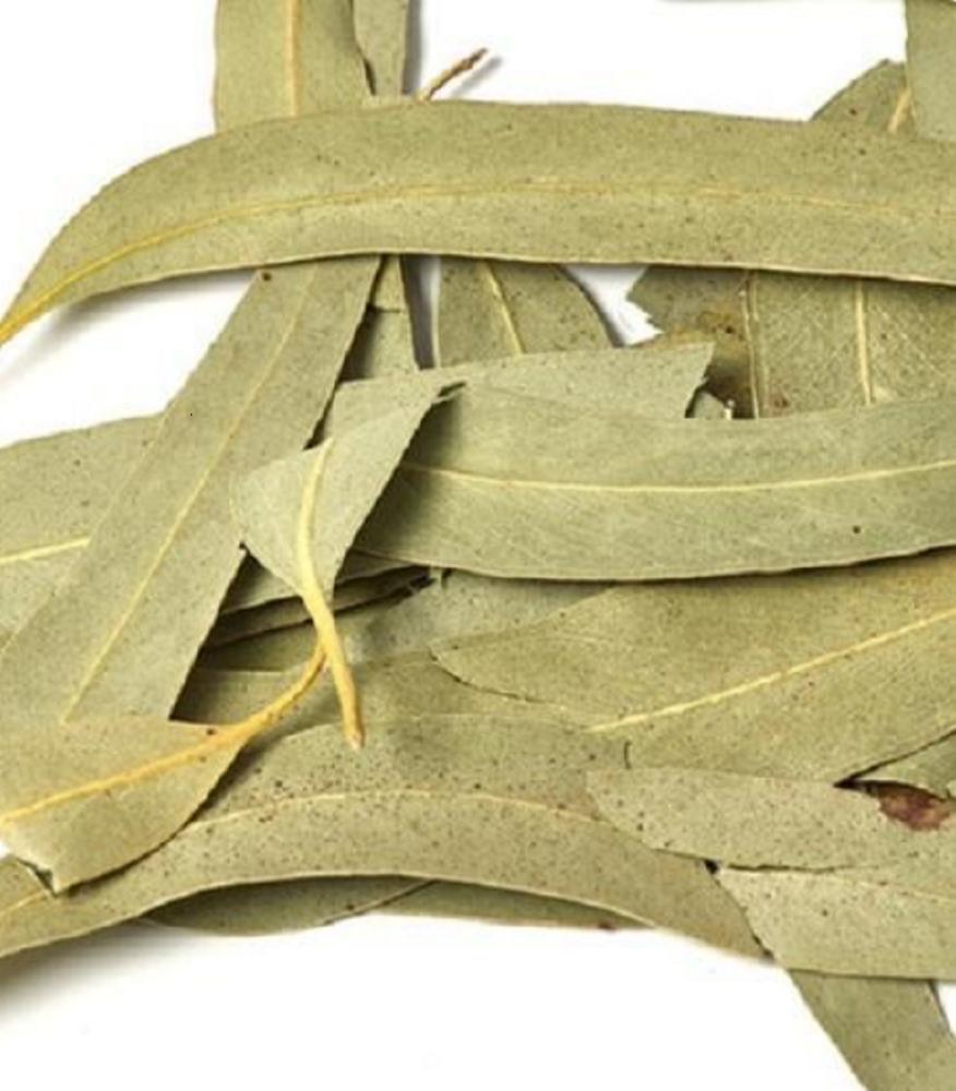 Green Eucalyptus Leaves, Packaging Type: Packet, Packaging Size: 20 Kg