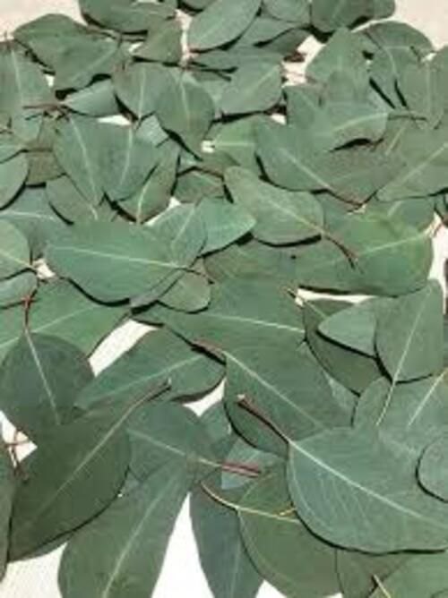 Natural Eucalyptus Leaves Fresh Green, Packaging Type: Packet, Grade: Medicine Grade