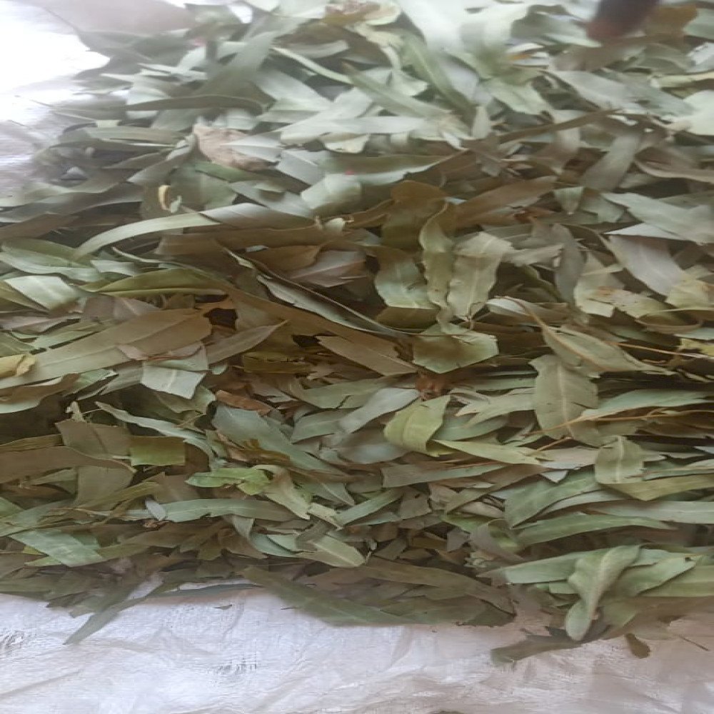 Dried Eucalyptus Leaf, Packaging Type: Plastic Bag, Packaging Size: 25 Kg
