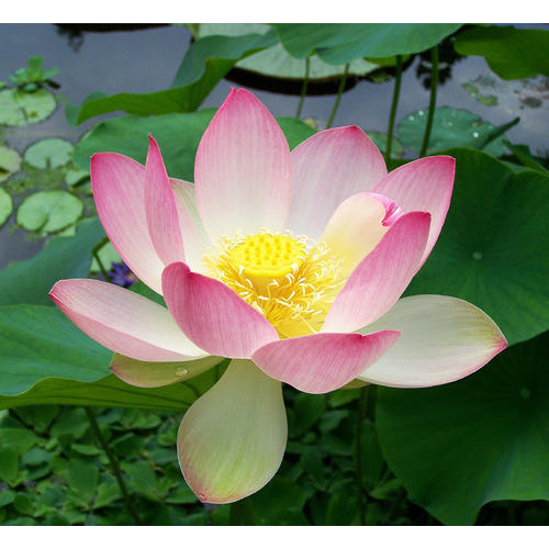 Kamal Leaves, Packaging Size: 200 Kg