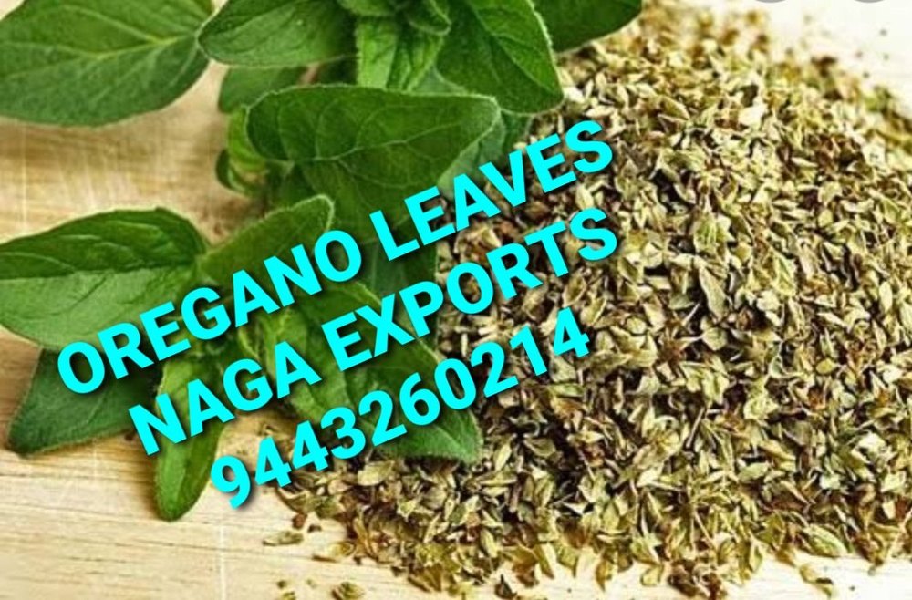 Green Oregano Leaves, Grade: Medicine Grade, Packaging Size: 10 KG