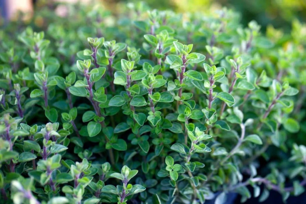 Fresh Oregano Leaves, Packaging Type: PP Bag, Packaging Size: 5 Kg
