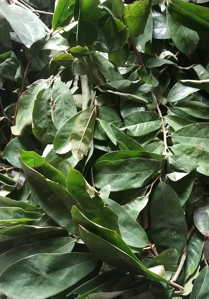 Green Organic Graviola Leaves, Packaging Type: Loose, Packaging Size: 10 Kg
