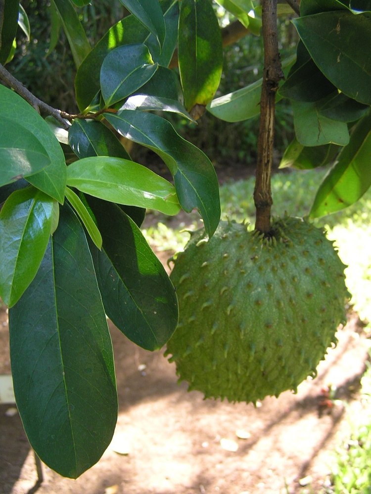 Green Soursop Leaves, Packaging Type: Boxes