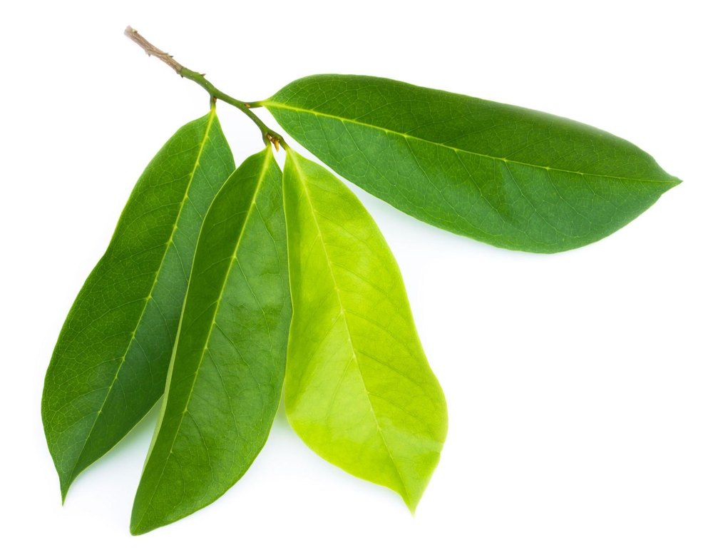 Soursop Leaves, Grade: Medical Grade, Packaging Type: Packet