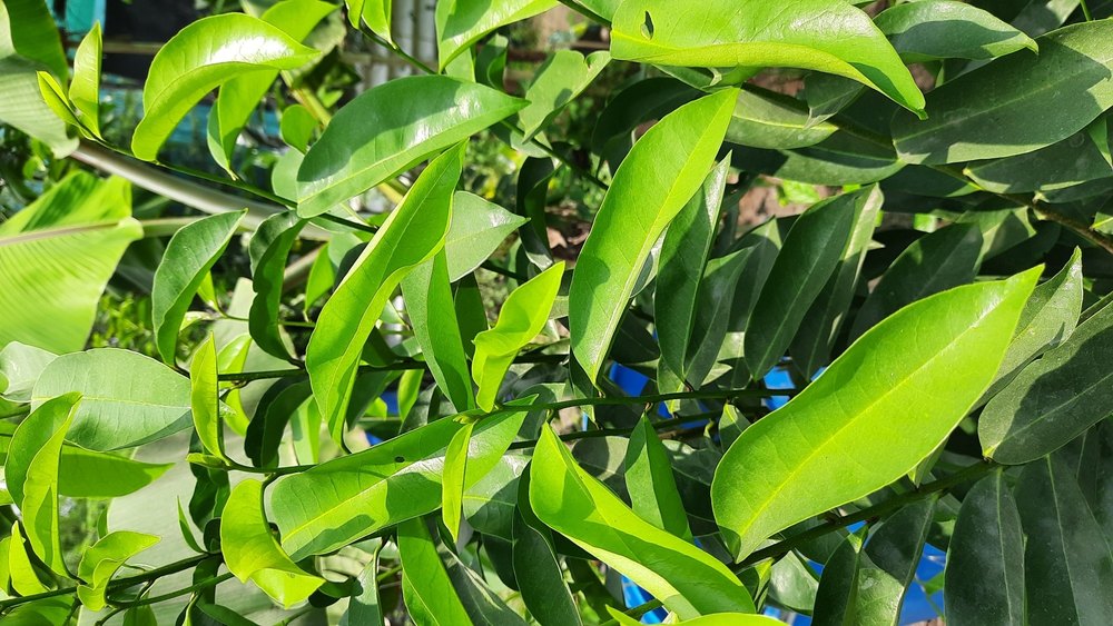 Mulseetha (Soursop-Graviyola)Green leaves, Grade: A Grade, Packaging Type: Packed In Polybag