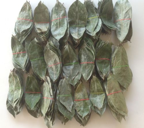 Soursop Graviola Herbal Leaves