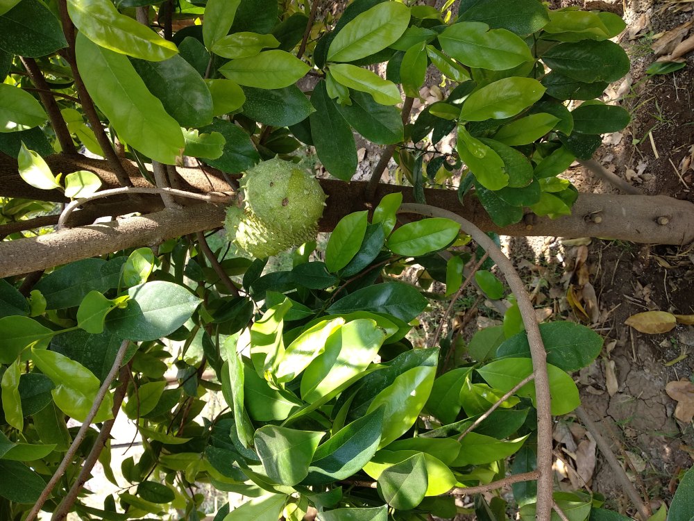 Soursop Leaves 1 Kg