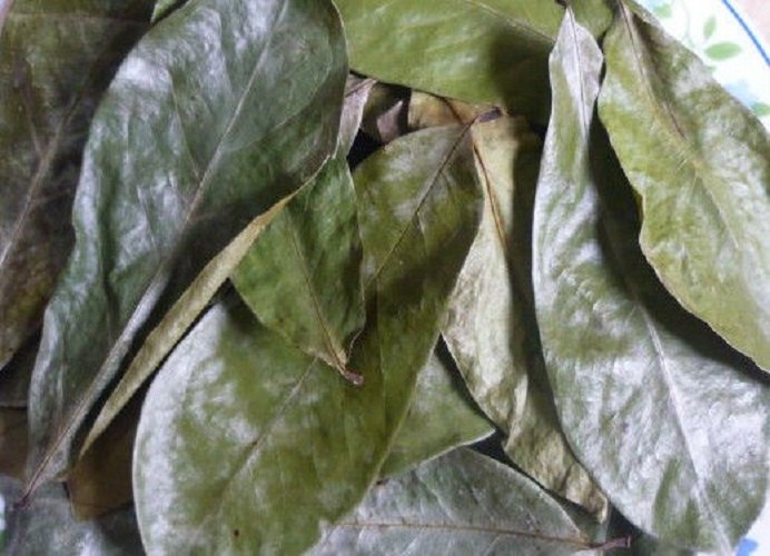 Soursop Dry Leaves, Packaging Type: Packet, Packaging Size: 100