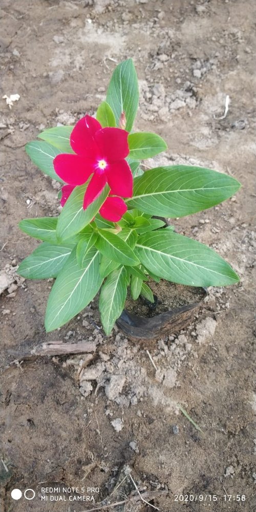 Catharanthus Roseus/ Sadabahaar, Packaging Type: PP Bag