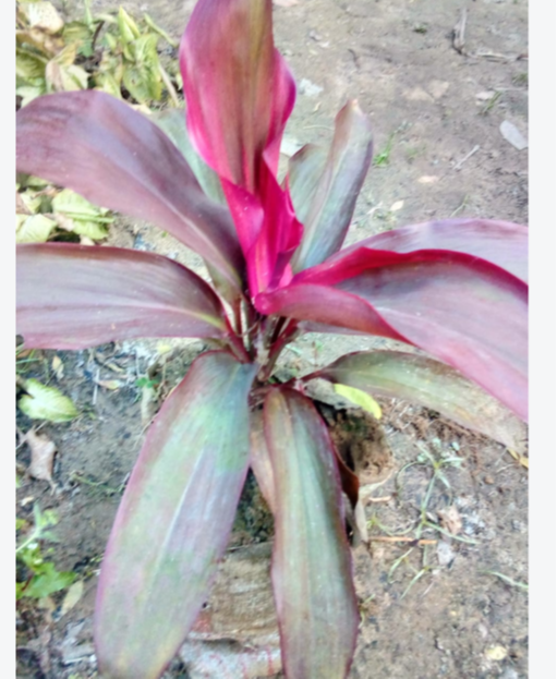 Full Sun Exposure Dracaena Rosea Plant