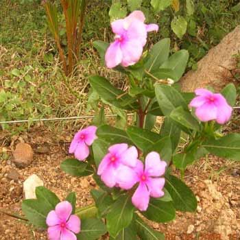 Vinca Rosea Leaves and Roots
