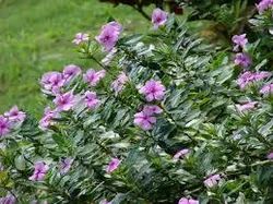 Vinca Rosea (Nithya Kalyani)