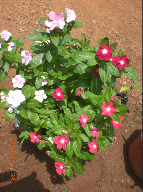 Catharanthus Vinca Rosea In Plastic Pot