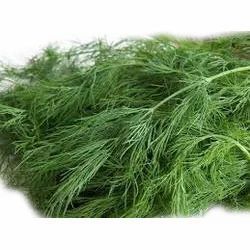 Dill Leaves