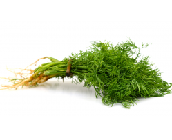 Organic Dill Leaves