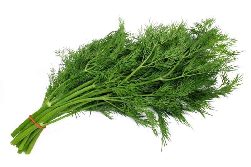 Fresh Dill