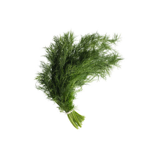 Dill Leaves