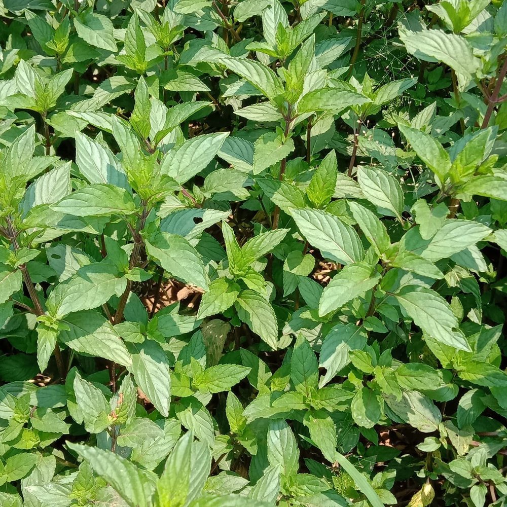 Green Fresh Spearmint Leave, Packaging Type: Loose, Grade: A Grade
