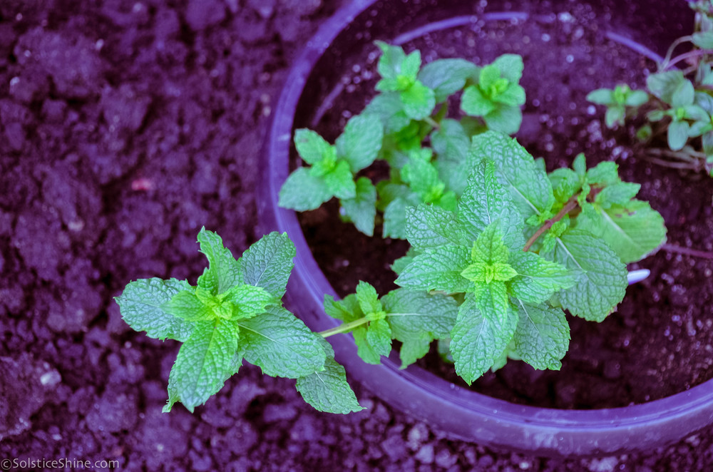 Spearmint Leaves (Mentha Spicata) Dried, Pack Size: 15 Kgs
