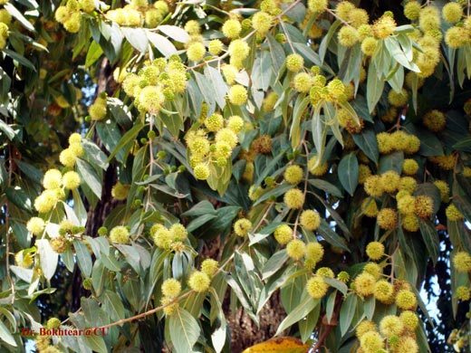 Dried Anthocephalus Indieus - Anogeissus-acuminata Seed, Packaging Type: Packet