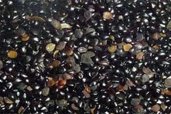 Chasku Seed, Packaging Type: Packet, Packaging Size: Packets
